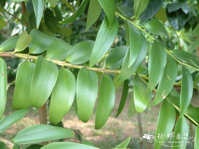 大叶贝壳杉Agathis macrophylla