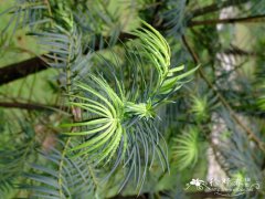 三尖杉Cephalotaxus fortunei