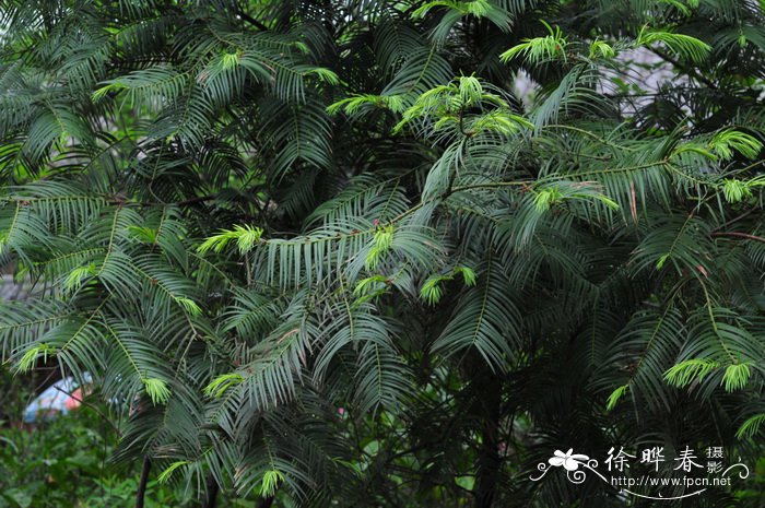 三尖杉Cephalotaxus fortunei