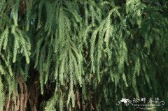柳杉Cryptomeria japonica var. sinensis