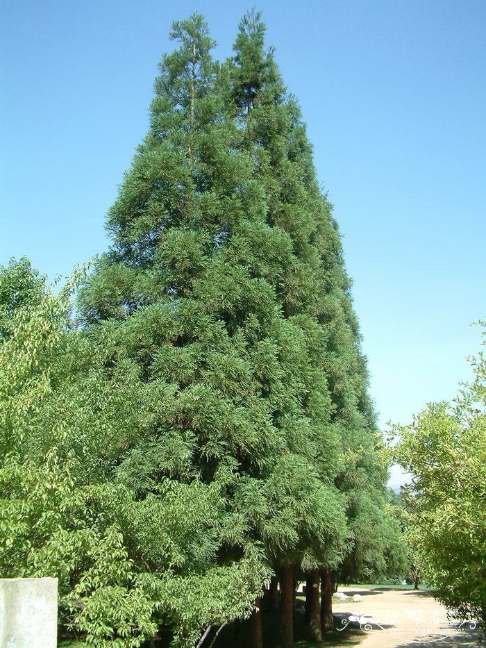柳杉Cryptomeria japonica var. sinensis