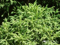 千头柳杉Cryptomeria japonica 'Vilmoriniana'