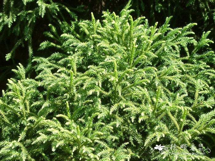 千头柳杉Cryptomeria japonica 'Vilmoriniana'