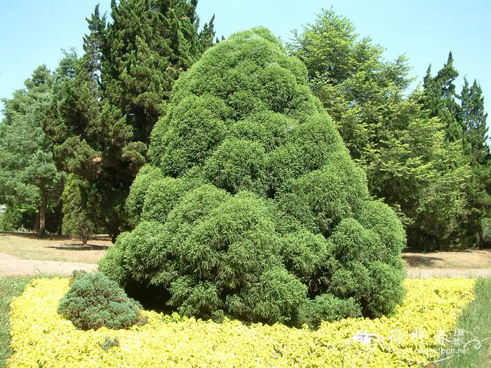 千头柳杉Cryptomeria japonica 'Vilmoriniana'