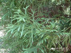 日本柳杉Cryptomeria japonica