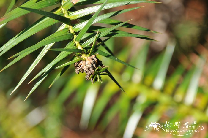 杉木Cunninghamia lanceolata