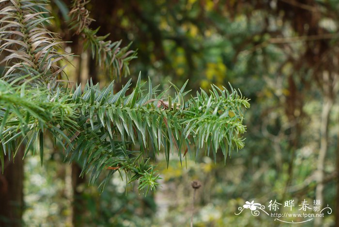 杉木Cunninghamia lanceolata