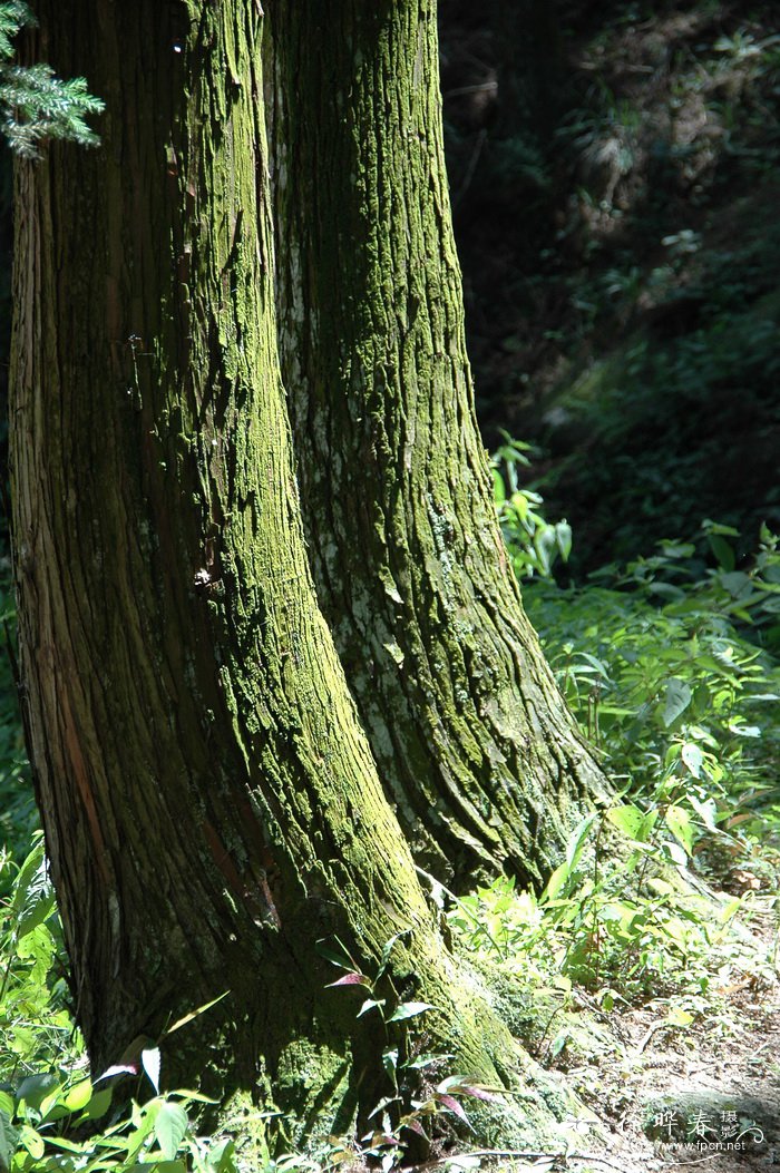 杉木Cunninghamia lanceolata