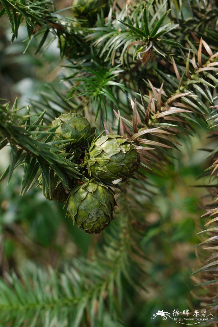 杉木Cunninghamia lanceolata