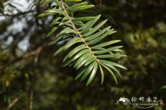 青岩油杉Keteleeria davidiana var. chien-peii