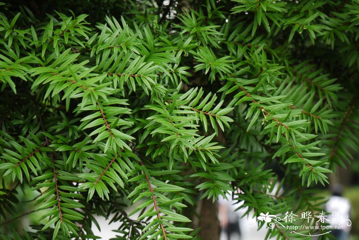 台湾油杉Keteleeria davidiana var. formosana