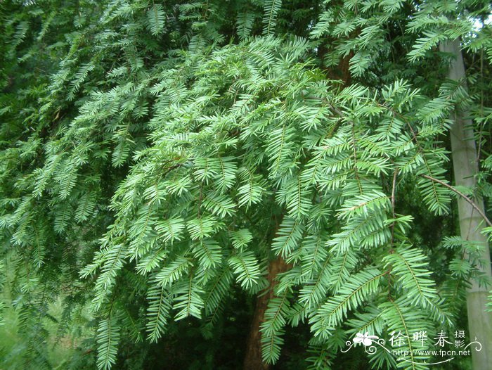 矩鳞油杉Keteleeria fortunei var. oblonga