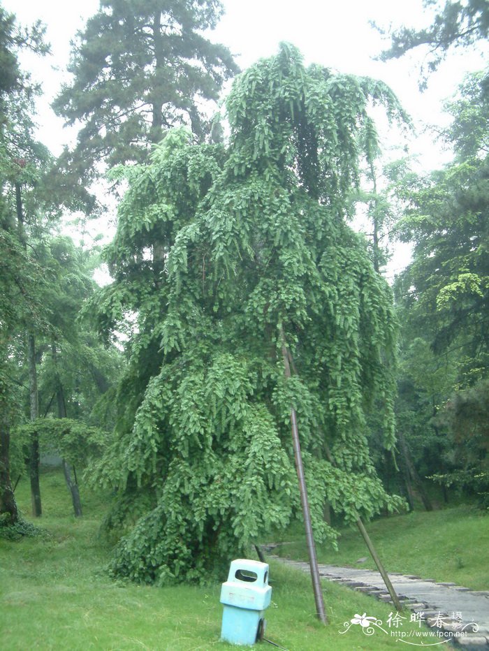 矩鳞油杉Keteleeria fortunei var. oblonga