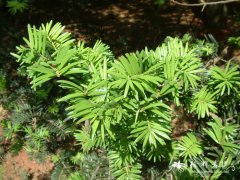 柔毛油杉Keteleeria pubescens