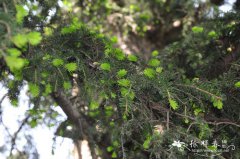 麦吊云杉Picea brachytyla