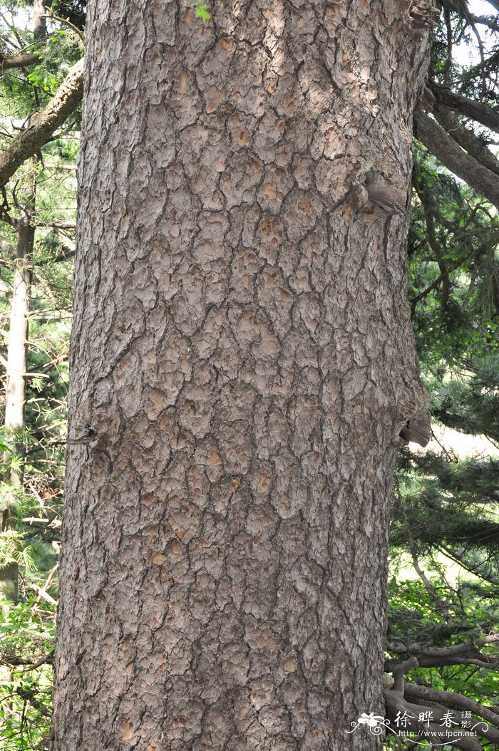 麦吊云杉Picea brachytyla