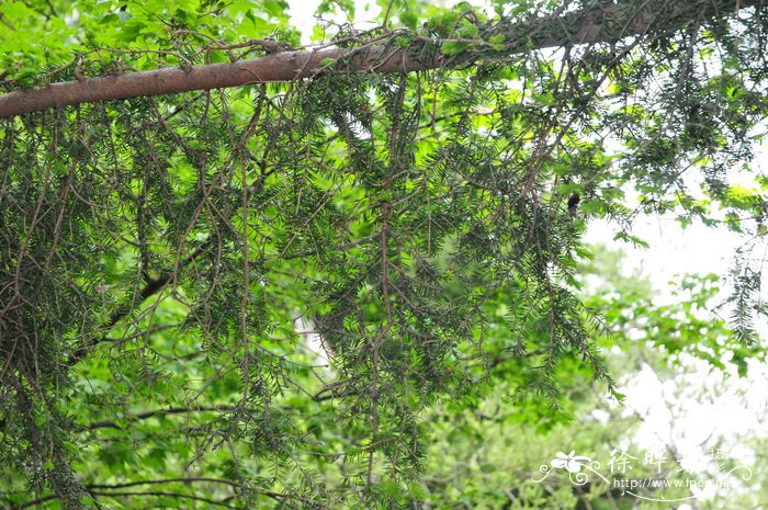 麦吊云杉Picea brachytyla