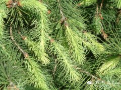 长叶云杉Picea smithiana