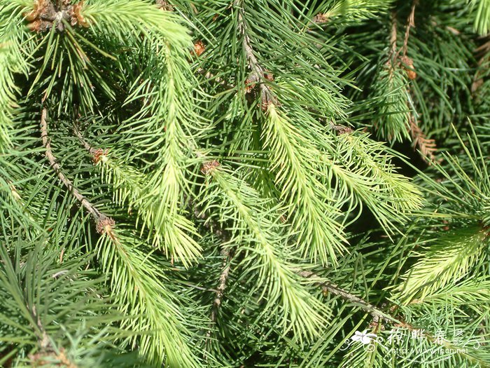 长叶云杉Picea smithiana