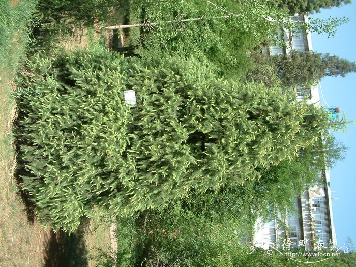 长叶云杉Picea smithiana