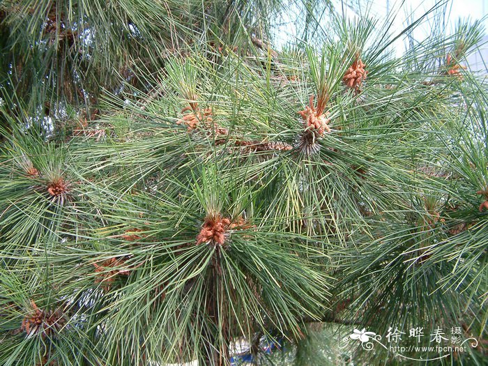 高山松Pinus densata