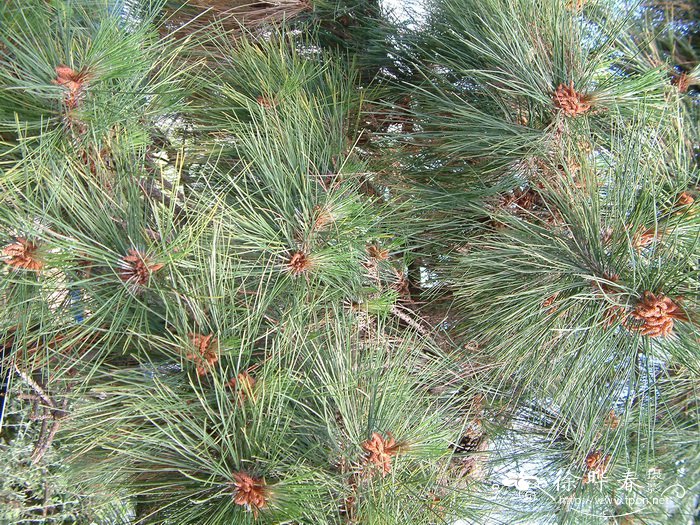 高山松Pinus densata