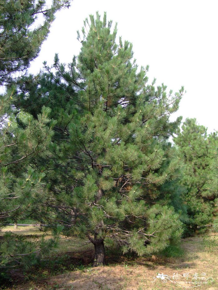 欧洲黑松Pinus nigra