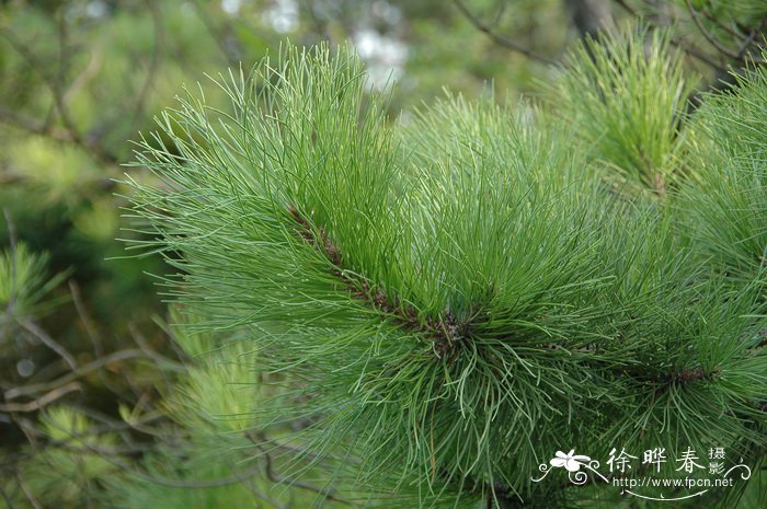 萌芽松Pinus echinata