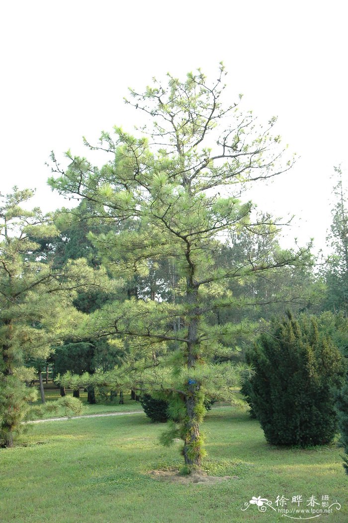 萌芽松Pinus echinata