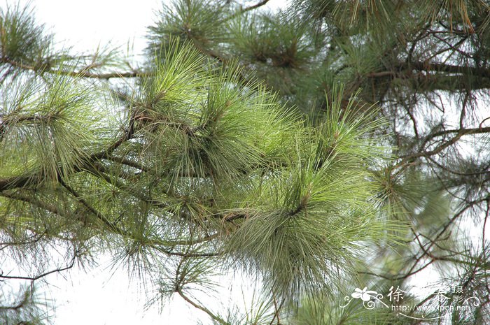 湿地松Pinus elliottii