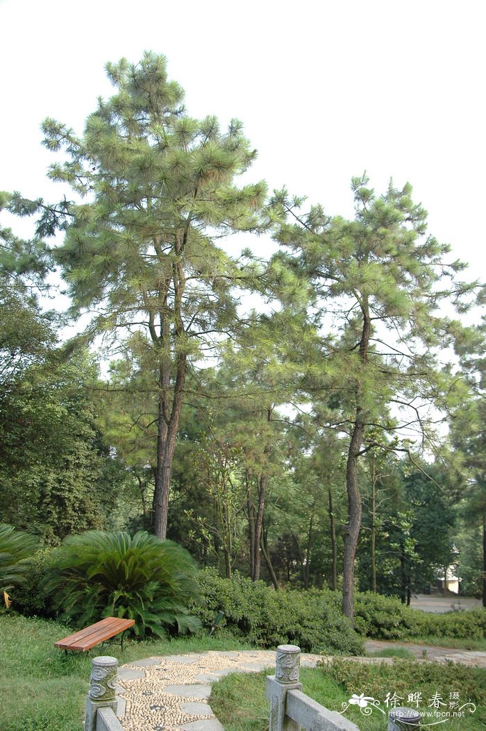 湿地松Pinus elliottii
