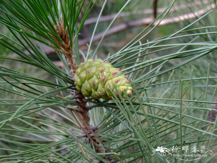 欧洲黑松Pinus nigra