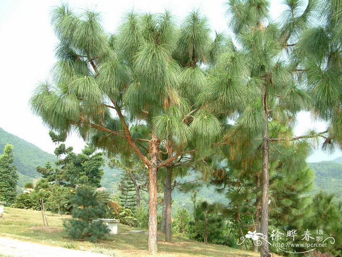 长叶松Pinus palustris