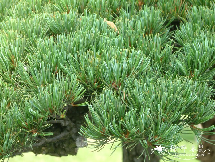 日本五针松Pinus parviflora