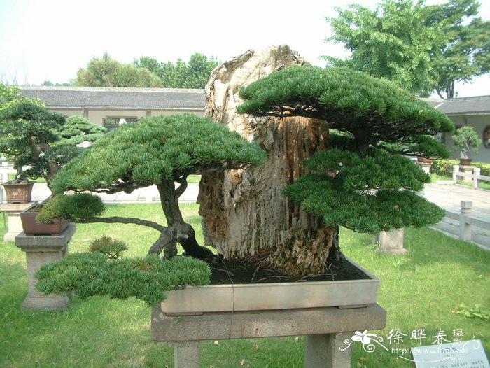 日本五针松Pinus parviflora