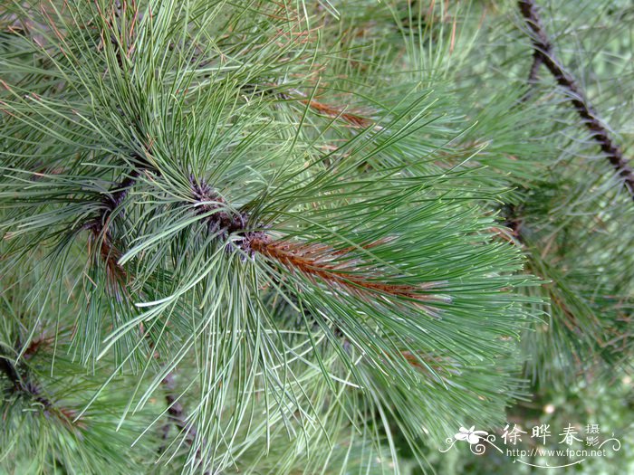 多脂松Pinus resinosa