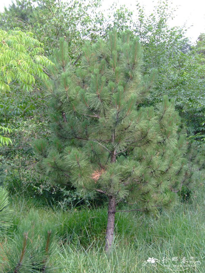 多脂松Pinus resinosa