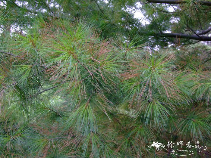 北美乔松Pinus strobus