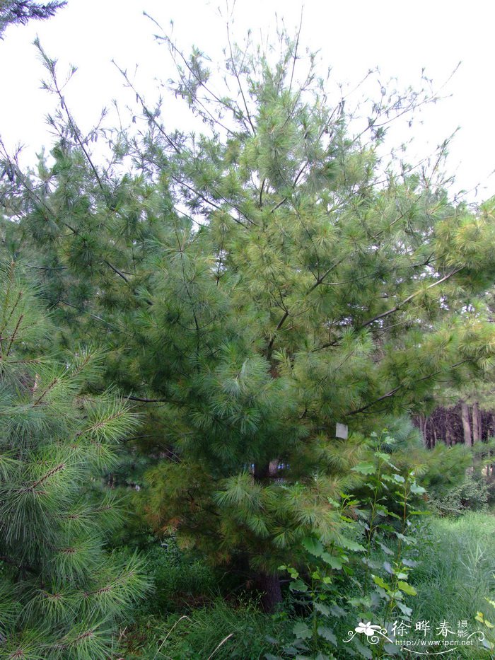 北美乔松Pinus strobus