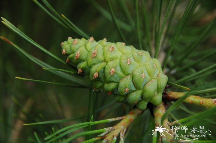 长白松Pinus sylvestris var. sylvestriformis