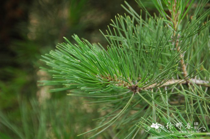 长白松Pinus sylvestris var. sylvestriformis