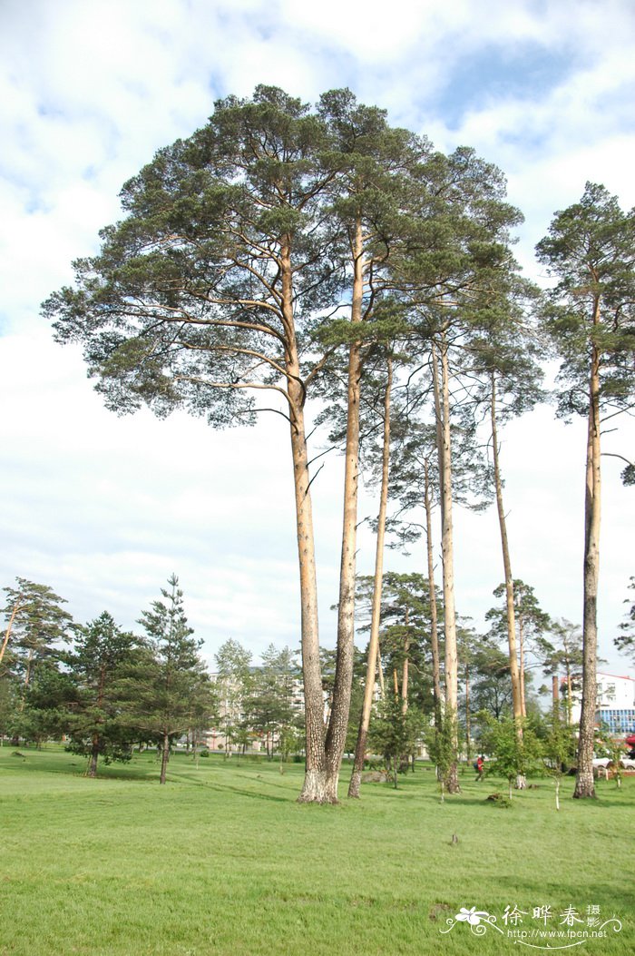 长白松Pinus sylvestris var. sylvestriformis