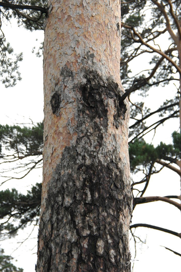 长白松Pinus sylvestris var. sylvestriformis