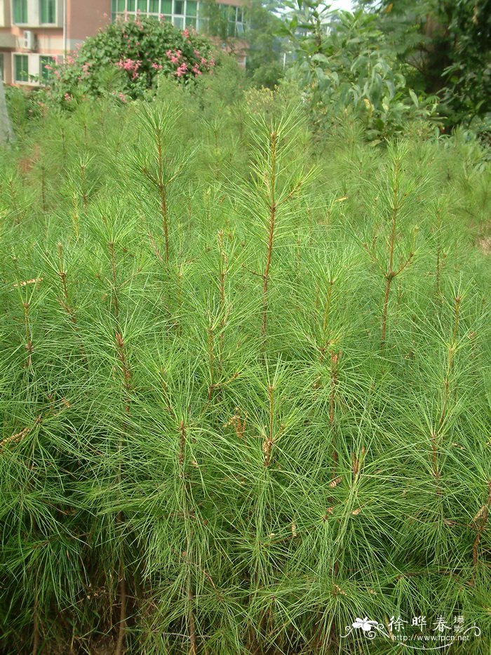 火炬松Pinus taeda