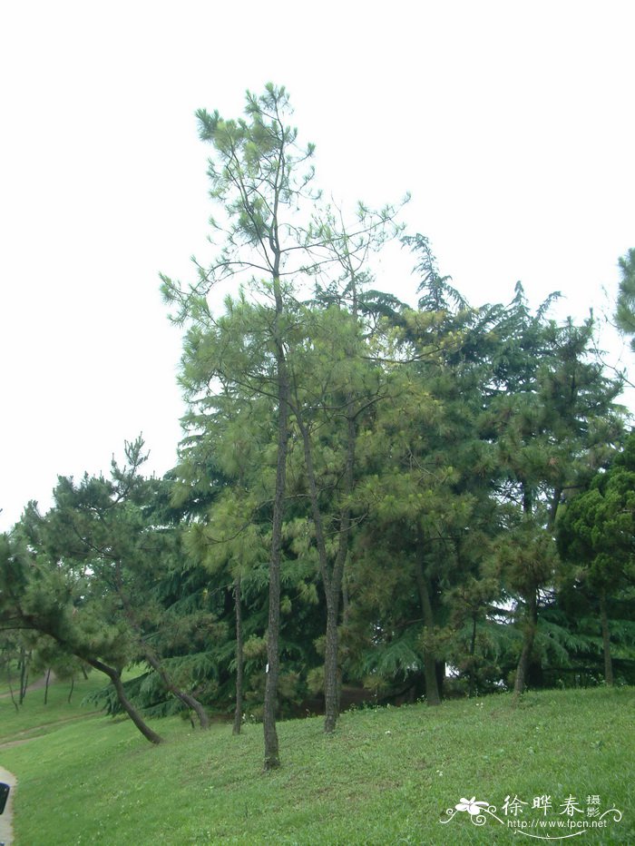 火炬松Pinus taeda