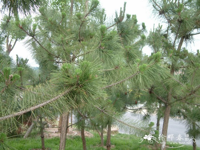 黑松Pinus thunbergii