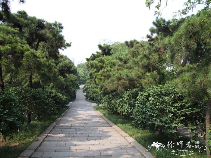 黑松Pinus thunbergii