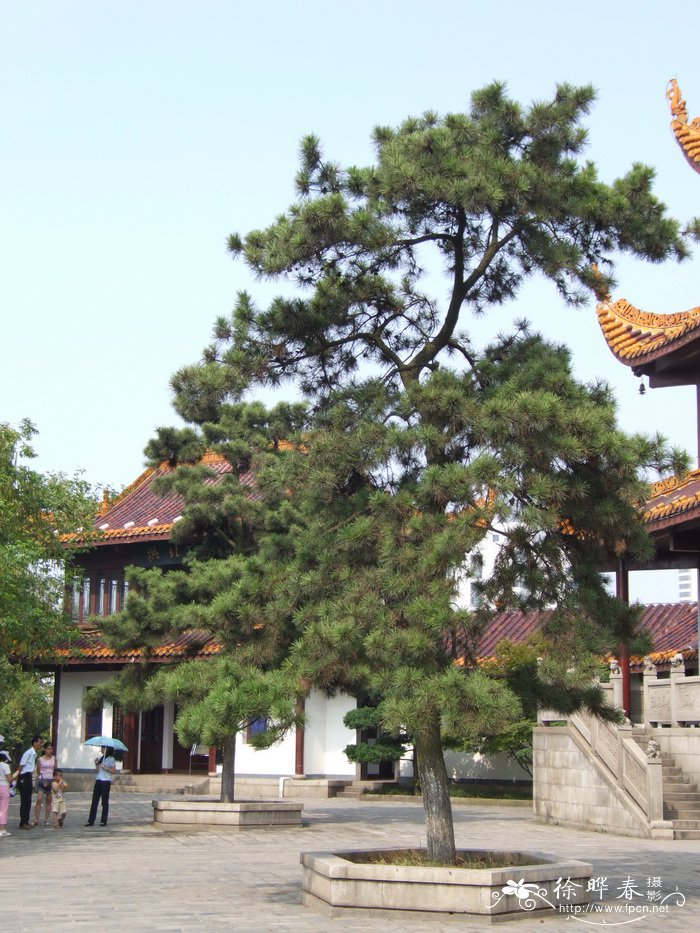 黑松Pinus thunbergii