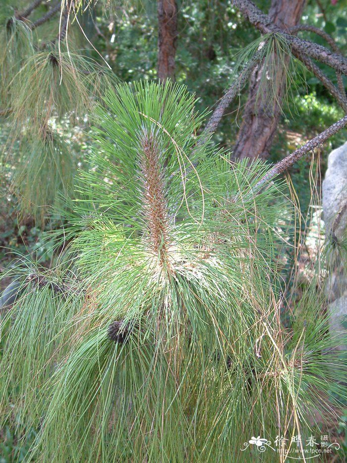 云南松Pinus yunnanensis