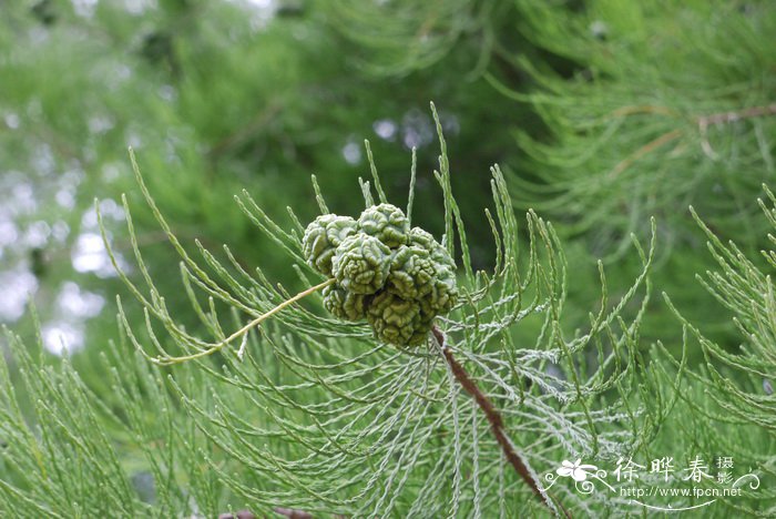 池杉Taxodium distichum var. imbricatum